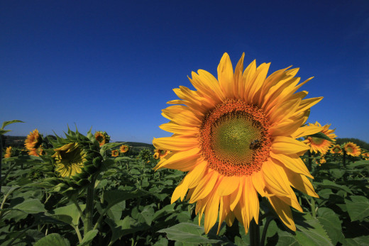 677524 (a): :2500x1667